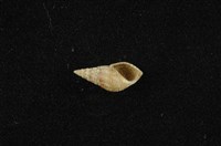流紋蜷藏品圖，第4張